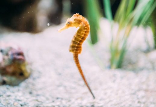 L'hippocampe Vorschau