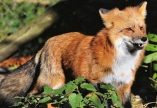 Jeu : Reconnais les sons des animaux Vorschau