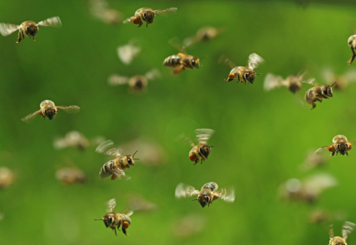Abeilles : bzz, bzz, bzz Vorschau