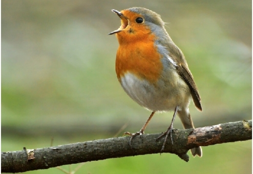 Les oiseaux, nos amis Vorschau