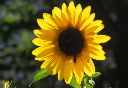 Le tournesol Vorschau