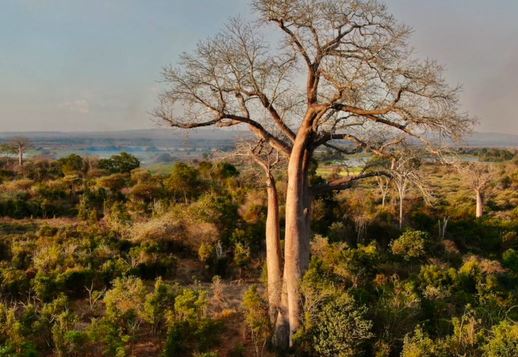 Le baobab