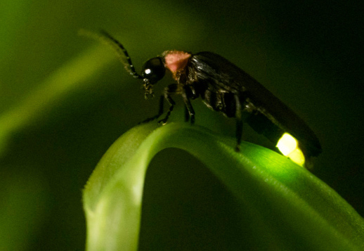 La luciole Vorschau