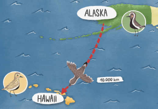 De l'Alaska à Hawaï Vorschau