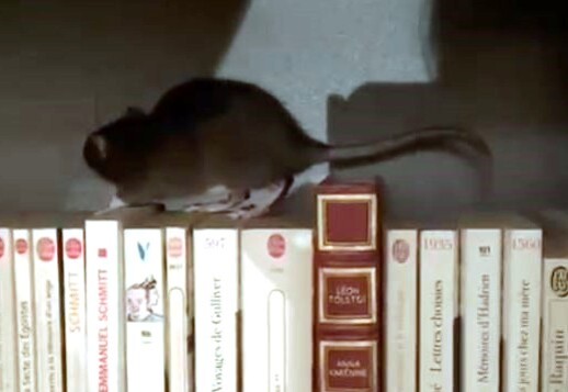 T&eacute;moignage &laquo;&nbsp;J&rsquo;ai peur des rats&nbsp;!&nbsp;&raquo; d&rsquo;apr&egrave;s une histoire vraie / La pri&egrave;re Vorschau