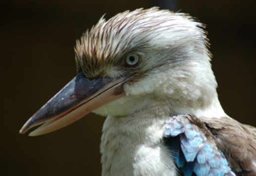 Le martin-chasseur géant (kookaburra)