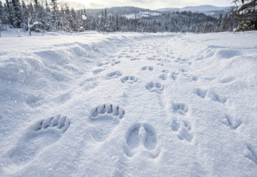 &Agrave; la recherche de traces dans la neige Vorschau