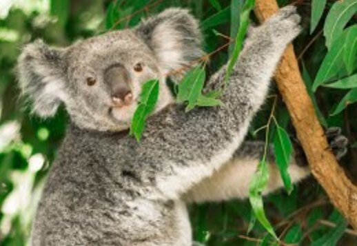 Qui suis-je ? Le Koala Vorschau