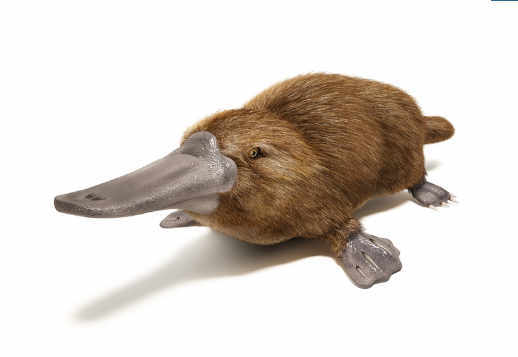 L'ornithorynque Vorschau
