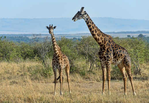 La girafe Vorschau