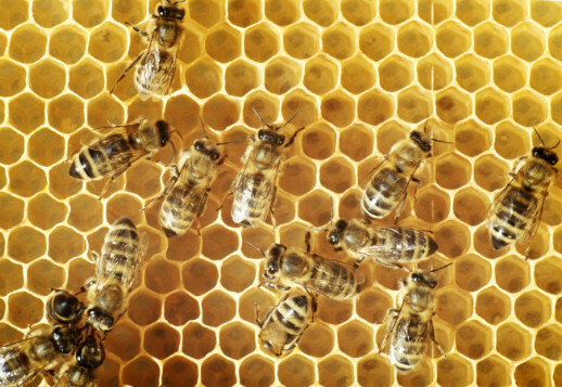 Les abeilles : petites merveilles de Dieu Vorschau