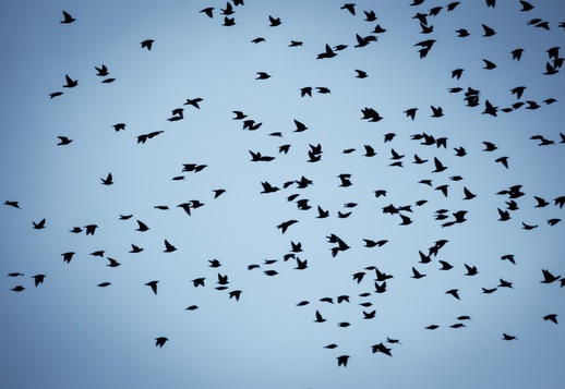 052 Les Oiseaux migrateurs Vorschau