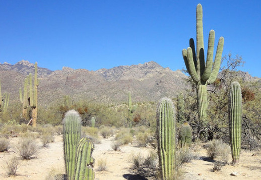 Le saguaro